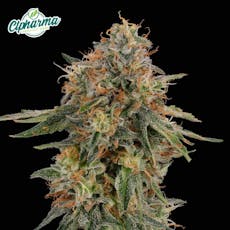 CTPharma Melonade 3.5g Flower