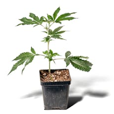 Purple Ice Water Clone