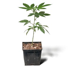 $30 - Tokyo - Dog Patch Clone