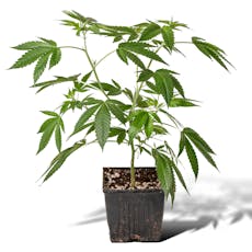 $40 - Tokyo - Original Glue Clone