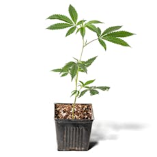 $50 - Tokyo - Dream Factory Clone