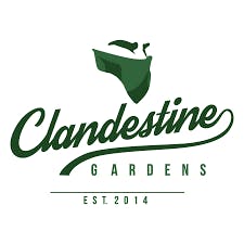 Clandestine Gardens - Runtz (SH) 28g