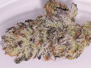 White Truffle