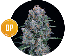 Subx Flower Orange Poison 3.5g