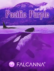 Falcanna Flower Pacific Purple 7g
