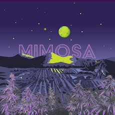 Mimosa