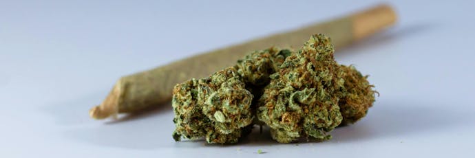 2g Bomber - Blimonade - Flower Joint