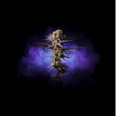 Rythm | Wholes | Confidential Cherries | 3.5g