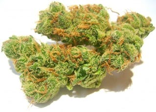 Shirley Temple 25:1 CBD:THC