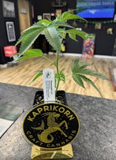 clones Illemonatti by Kaprikorn (S/H)