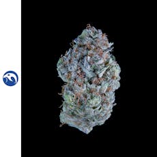 Falcanna FL Sea Monkey 3.5g