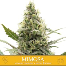 Wa Bud Co FL Mimosa 28g DOH