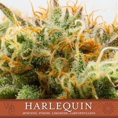 Wa Bud Co FL Harlequin 3.5g