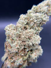 Trichrome Farms | Flower | Black Widow | Sativa