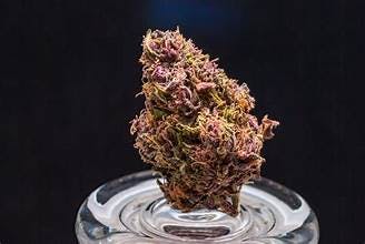 Pink Candy Flower - 1g Pre-packaged