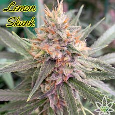 Lemon Pez