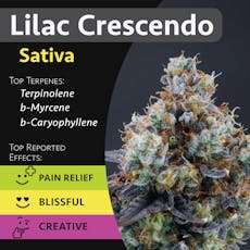 Lilac Crescendo
