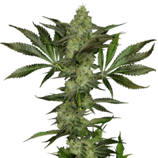 Beach Cake Half Ounce