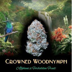 Crowned Woodnymph