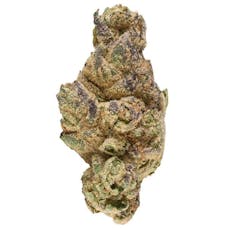 Orbital Indica Drop