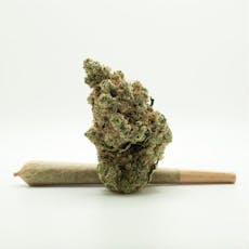 Lemon Drip PR | T21.10 | 01104 | 1g"