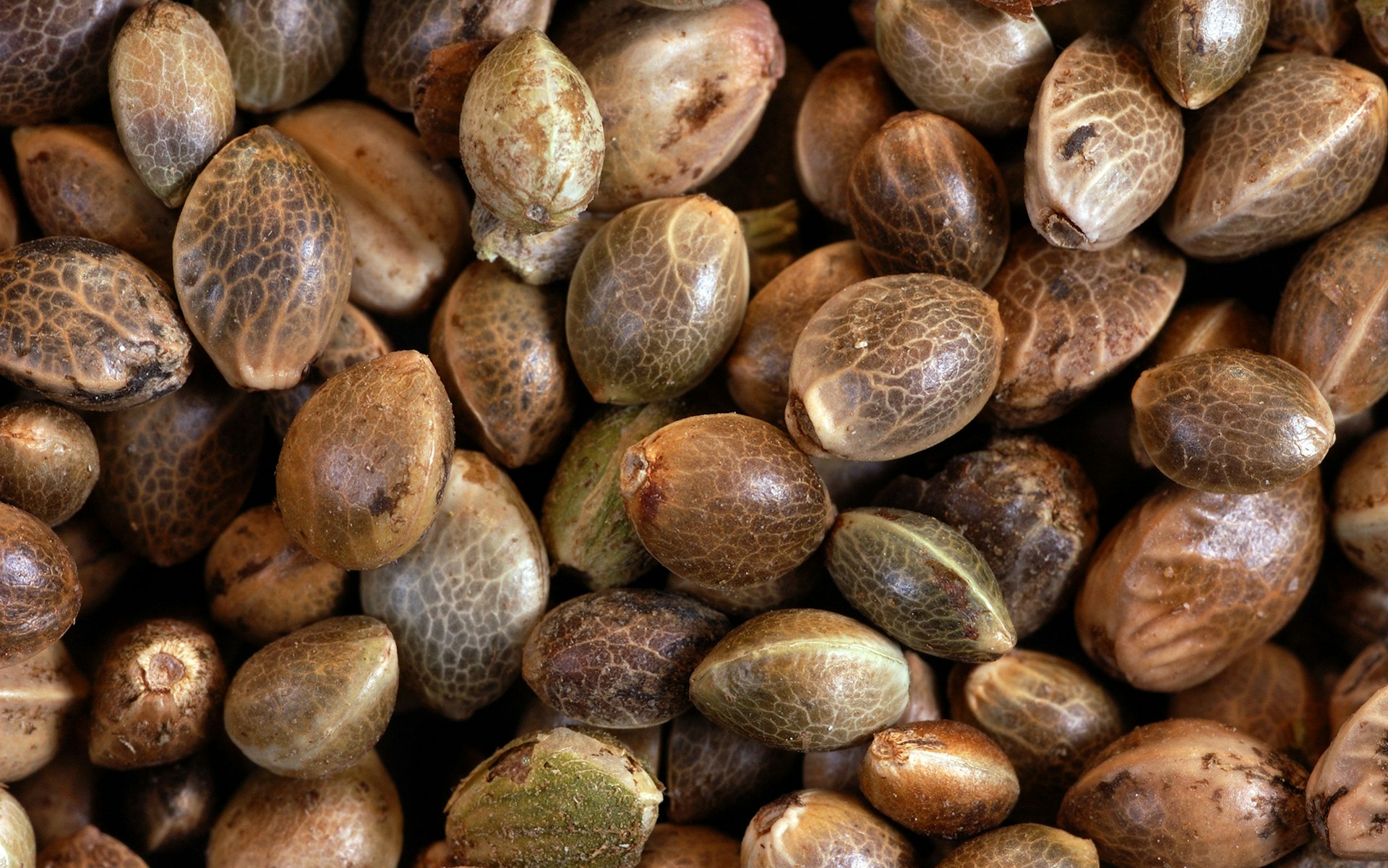 Marijuana seeds