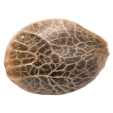 Bubba Kush Seeds 5 Pack - 34 Street Seed Co. - Bubba Kush Seeds 5 Pack - 34 Street Seed Co.