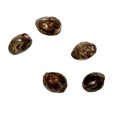 Exodus UK Cheese THC Seeds (Autoflower)- Autoflower Breeder's Club - Seeds - Exodus UK Cheese THC Seeds (Autoflower) - 5 Pack