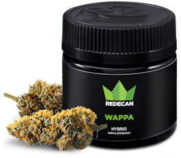 Wappa Redecan - Wappa 1G