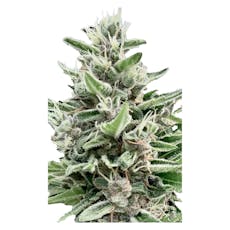 Apple Truffle Breath Feminized Seeds 4 Pack - Clone Collector Seed Bank - Apple Truffle Breath Feminized Seeds 4 Pack - Clone Collector Seed Bank