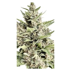 Modified Kush Mints - Feminized Seeds 4 Pack Seeds