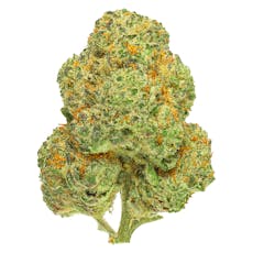 San Rafael '71 - Chemango Kush - Chemango Kush 7g Dried Flower