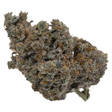 KOOTS CANNA FLOWER - TEMPTRESS - 3.5