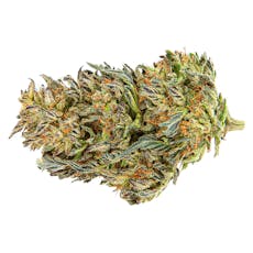 Starting Point! - Star Chase - 14g