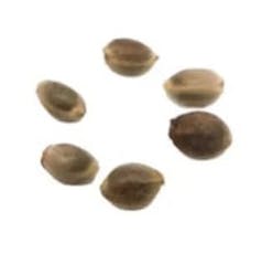 Grow Your Own Violator Kush, Green Thai & Foundation Cake x Cherry Pie Feminized 3 x 2 pack of Seeds - Violator Kush, Green Thai & Foundation Cake x Cherry Pie (Feminized) 3 x 2 pack of Seeds