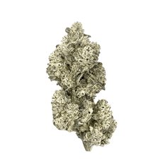 Purple Zombie (Royal Dive #5) Dried Flower 3.5g - HighXotic (C) - Royal Dive#5: Purple Zombie 3.5g Dried Flower