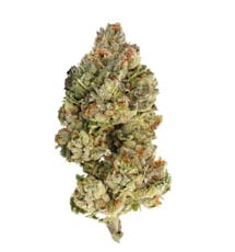 Encore - Sativa - Sativa 28g Dried Flower