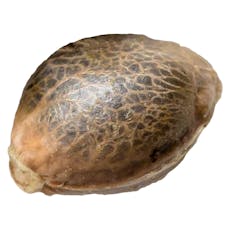 OG Kush Seeds - 34 Street Seed Co - OG Kush Seeds - 5pk