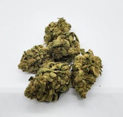 Sticky Gelato - Elevator - Sticky Gelato (14g)