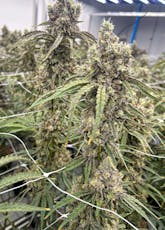 Mac Deluxe by Rocky Mountain House - Mac Deluxe - 7g