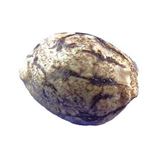 JAX COLLABORATOR - 4 SEEDS - 4