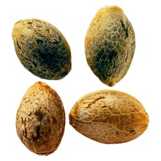 Cannabis Cup Autoflower Feminized Seed Multi pack- Weathered Islands Craft Cannabis - Seeds - Cannabis Cup Autoflower Feminized Seed Multi pack 4 Pack Seeds