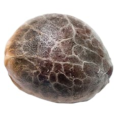 Chocolope Seeds by 34 Street Seed Co - Chocolope - 5 Seeds