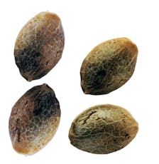 Purple Romulan Fast Flowering Feminized Seeds by Weathered Islands - Purple Romulan Fast Flowering Feminized - 4 Seeds