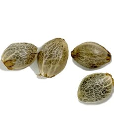 Weathered Islands seeds --- Salish CBD x Timewarp Dream Seeds