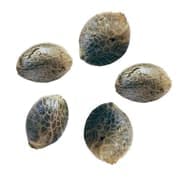 Wild Strawberry Auto Seeds by Happy Hour - Wild Strawberry Auto Seeds - 5 Pack