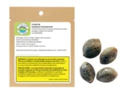 Purple Romulan Fast Flowering Feminized Seeds - Purple Romulan Fast Flowering Feminized Seeds