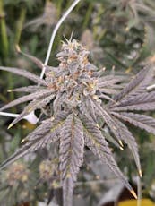 Dante's Inferno #8 Pre-Rolls by Mission - Dante's Inferno #8 Pre-Rolls - 3x0.5g