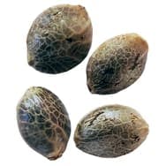 Lemon Lime Sunshine Fast Flowering Feminized Seeds - Lemon Lime Sunshine Fast Flowering Feminized Seeds - 4 Seeds