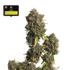 Cannabis Seeds - Jack Herer Seeds (5 Pack)